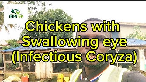 The Shocking Truth About Chickens Swallowing Eyes: Fact or Fiction??
