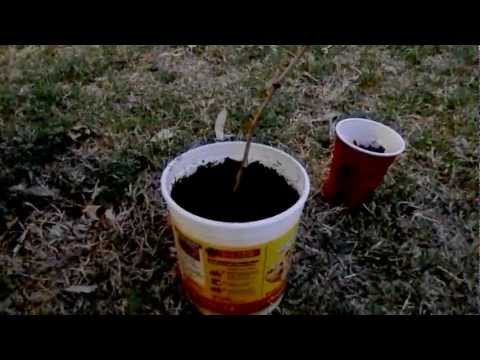 How To Grow a Grape Vine from a Cutting