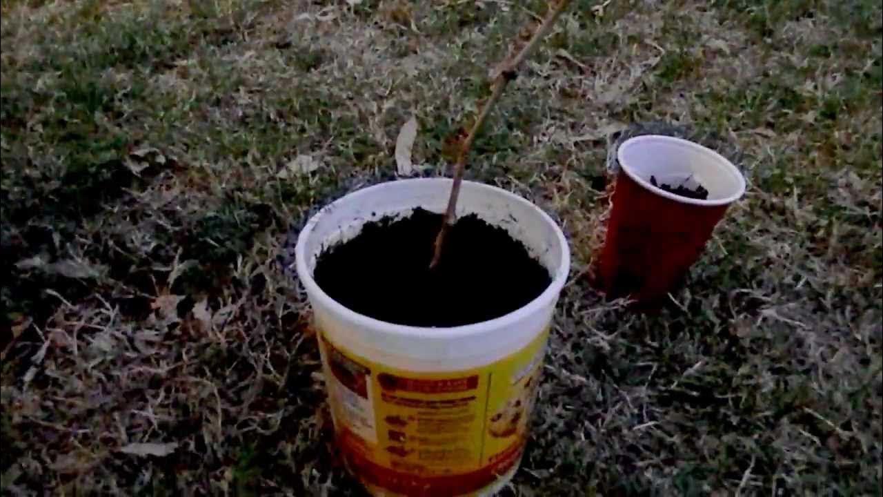 How To Grow a Grape Vine from a Cutting YouTube