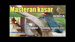 Masteran Favorit Murai Batu Lengkap, Tembakan Super Tajam Kasar