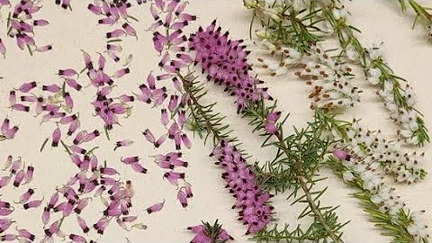 Spotlight Plant | Pressed Flowers | Winter Heather...