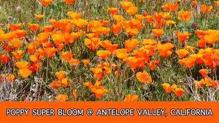 The wildflowers are blooming (super bloom). drone footage of wild
poppies in antelope valley area california. beautiful orange all over
hi...