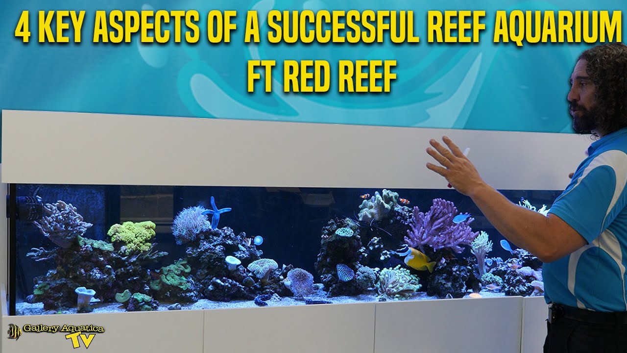 4 Key Aspects of a Successful Reef Aquarium ft Red Reef | Gallery Aquatica TV