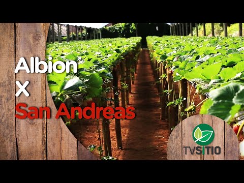 Vídeo: Morango Albion