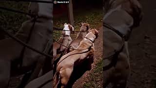 Dangerous Pitbull Dogs