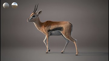 Gazelle xgen 3D turntable | maya | arnold #stynsour