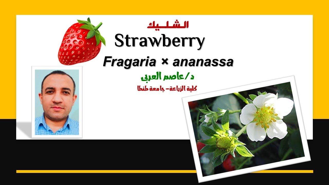 الشليك (الفراولة) من الزراعة إلى الحصاد.