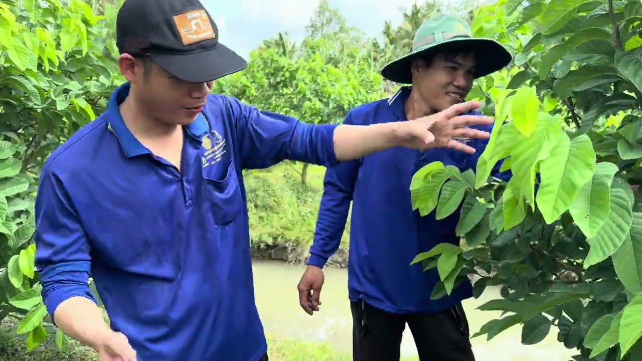 Na thái của A Định đang mang trái, trái lớn nhanh và cây sung tốt, hạn chế cao nổ lá và rỉ sắt 29/2