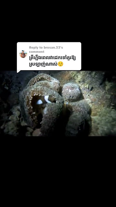 #PADI#Openwatercourse#confinedwater #divingcambodia#Scubacambodia#khmerdiveclub#1million #100
