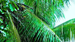 Rain Falling On Coconut Trees | Gentle Rain Sounds Without Thunder To Sleep, Study & Relax 💤💤💤 Coconut Tree In The Rain