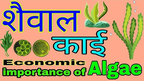 शैवाल क्या है | शैवाल के लक्षण, आकार, नाम और संरचना तथा आर्थिक महत्व | Economic importance of algae