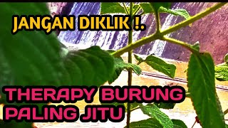Download Lagu THERAPY BURUNG PALING JITU Download Lagu THERAPY BURUNG PALING JITU