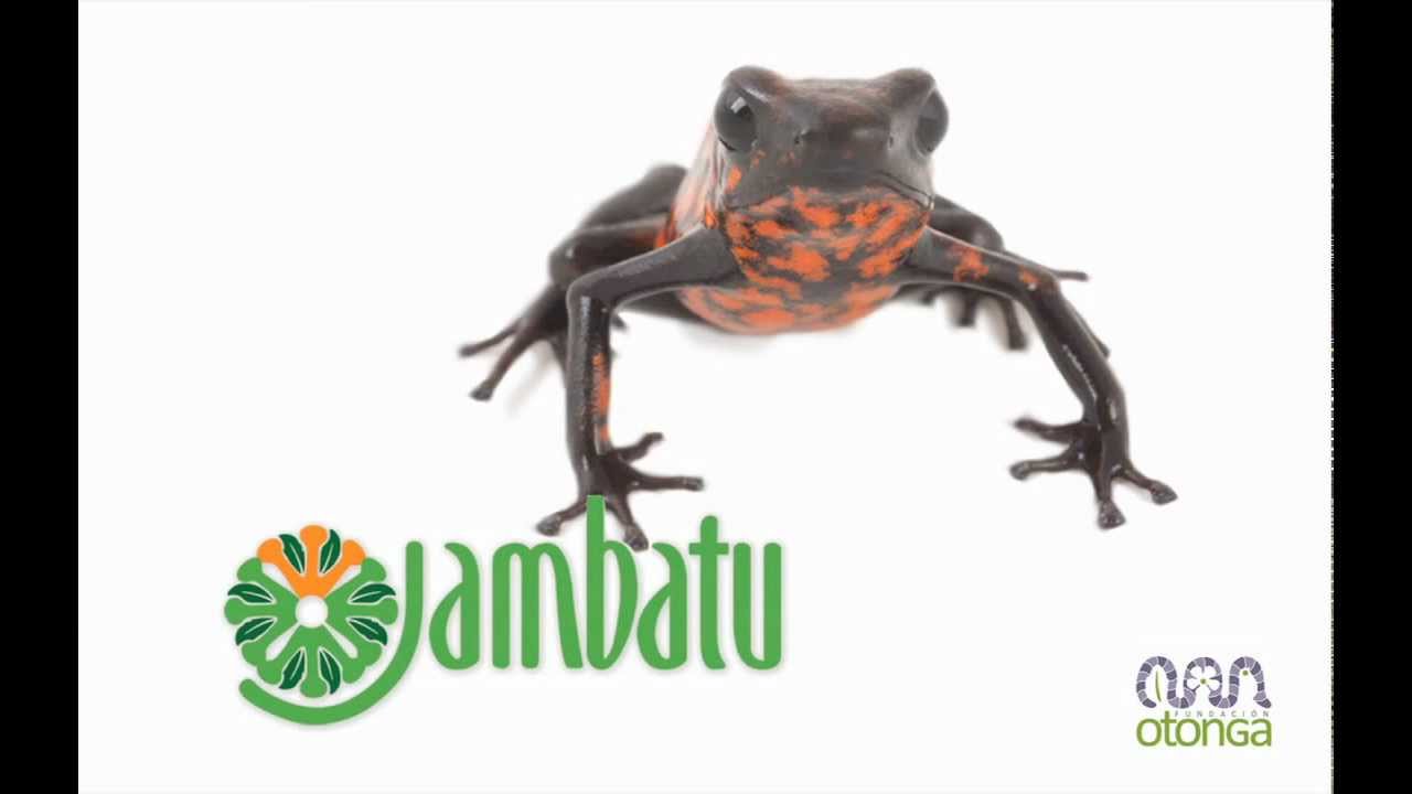 Anfibios Ecuador Youtube