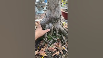 Tứ Quý ghép cúc Thọ Hương 0938934323