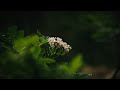 A Forest in the Rain | Cinematic Slow Nature