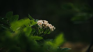 A Forest in the Rain | Cinematic Slow Nature Resimi