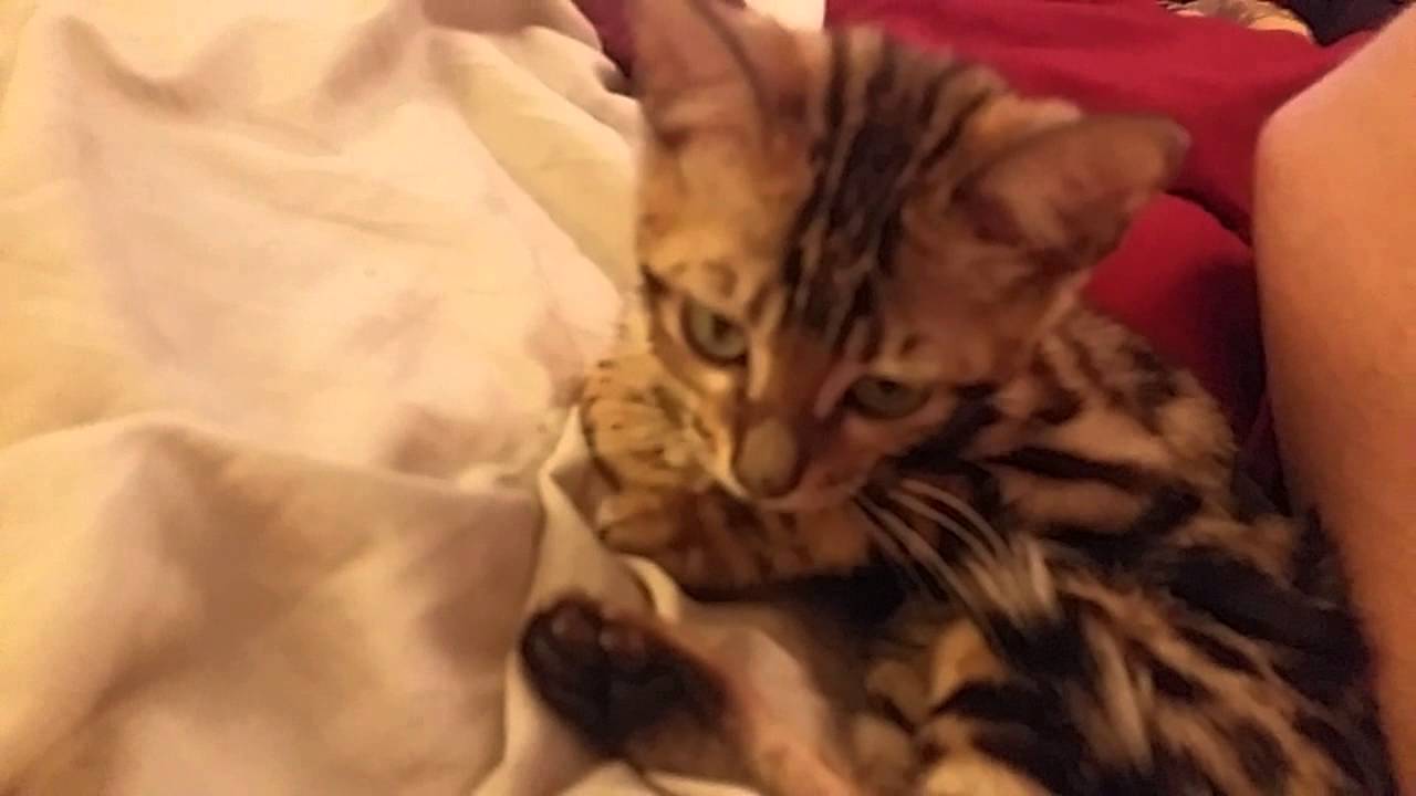 Baby Bengal Kitten, Isis Kneading on Bed Playing and Purring YouTube