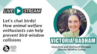 Lets chat birds! How animal welfare enthusiasts can help prevent bird window collisions