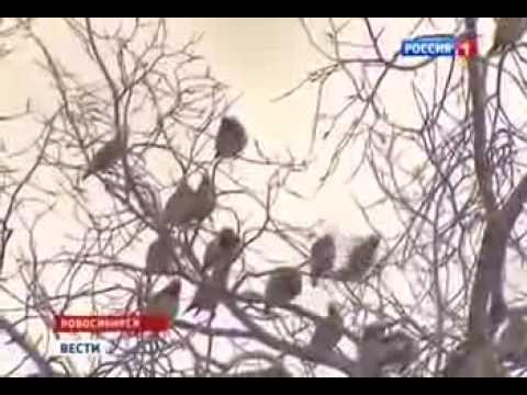 Пьяные Свиристели