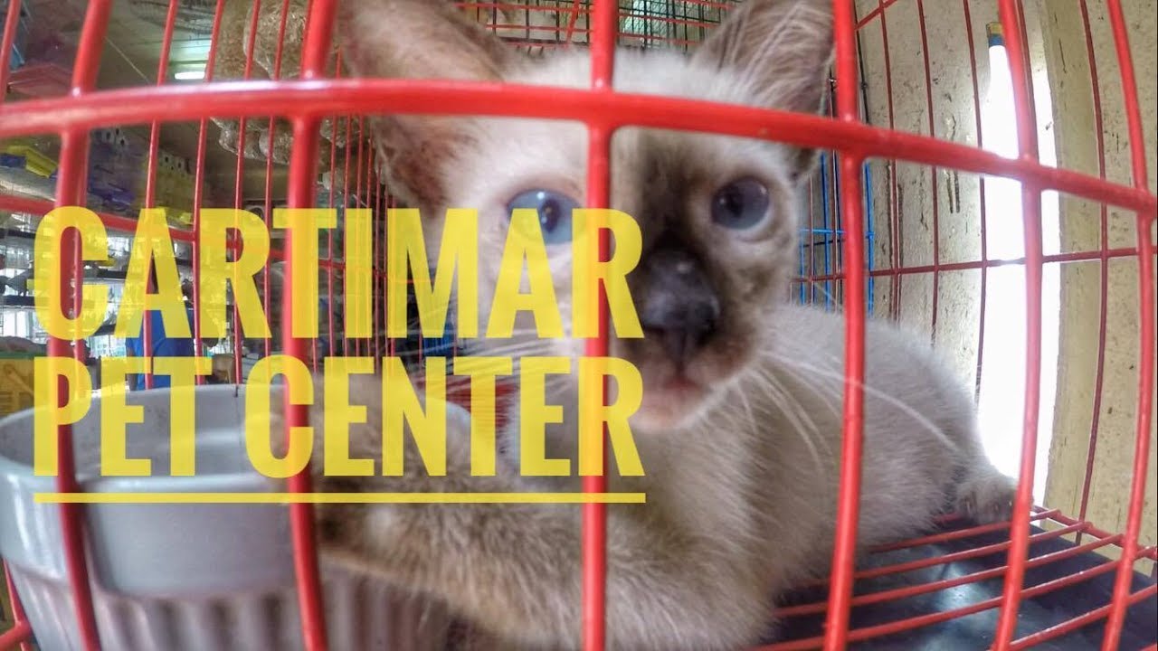 Cartimar Pet Center Vlog #14 - YouTube