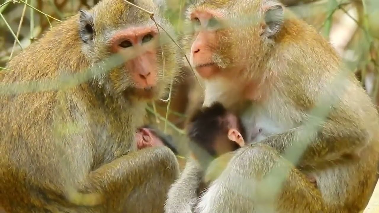 🔴 LIVE | Million Hearts Melt! 😍 Cutest Baby Monkey Ever Today!