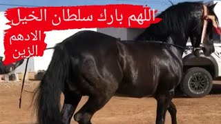 شاهد الحصان الادهم المحبوب ، جمال وقوة ونخوة اللهم بارك ، خيول تبوريدة | moroccan horses arab_barb