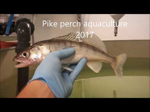 Video: Plyonkada Pike Perch