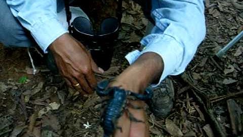 Scorpion taken by guide