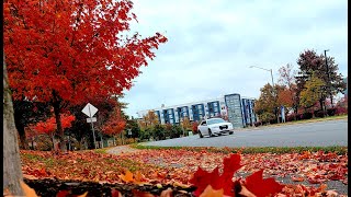 Enjoy Car Drive Scene in Fall Season! (4K)