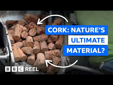 Cork: Is this nature's most versatile material? – BBC REEL