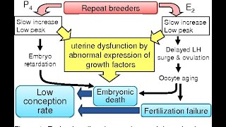 Treatment of repeat breeding I Janwar ka bar bar heat main ana I Repeat breeding