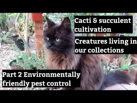 Cacti and succulent cultivation.   Part 2 Environmentally friendly pest control