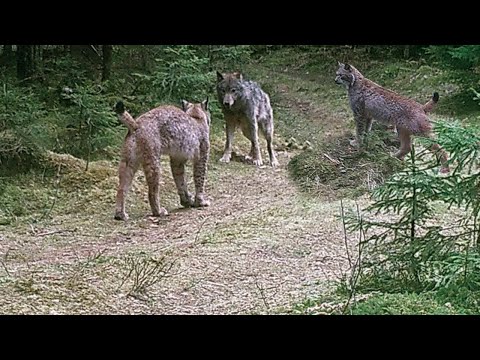 Добыча даёт отпор хищникам. Выживает сильнейший.
