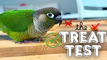 Do This BEFORE You Start Training Your Bird - Hierarchy Treat Test for Successful Parrot Training