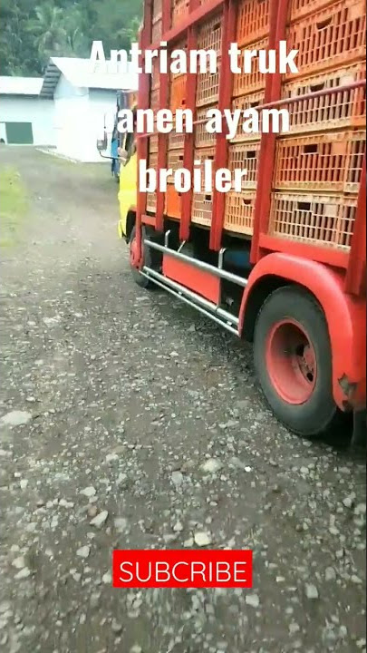 Antrian truk pengangkut ayam broiler#shorts