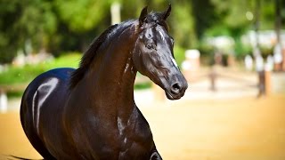 Mangalarga - Haras Lagoinha 2016