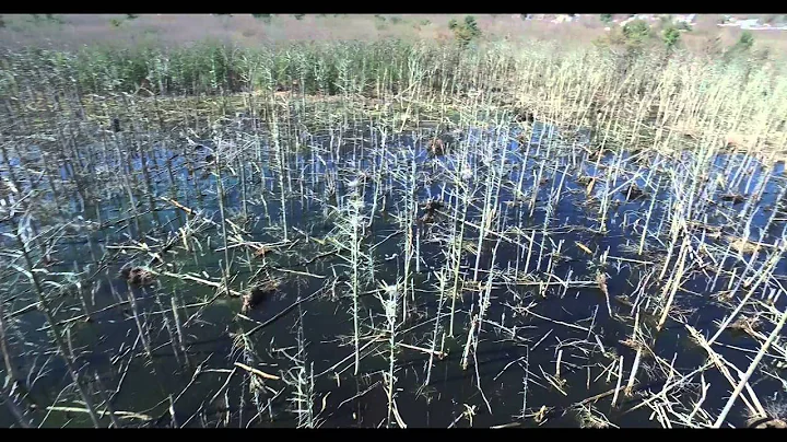 North Bellingham Heron Rookery