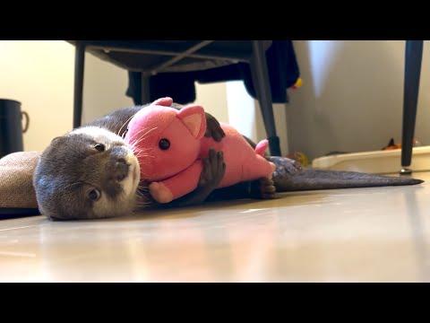 ??????? ???????????????????? otter holding a pig and  owner's legs
