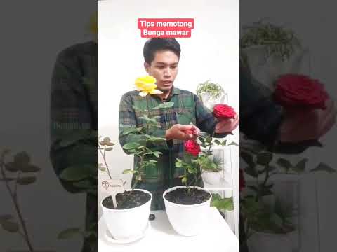 Video: Mencantas Lavender: Cara Memotong Lavender