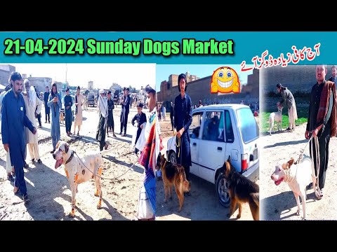 21-04-2024 Sunday Dogs Market | etwar mandi kohat | aj kafe dogs ay mandi mai | lots of dogs