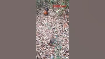 giò bẫy gà rừng, cách bẫy gà rừng đơn giản mà hiệu quả #loabayga #giogarung #gioga #giògà #garung