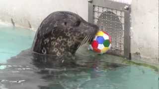 ちはるシュート! ボールで遊ぶゼニガタアザラシ~Harbor Seal