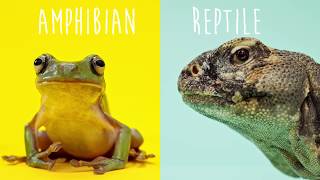 Reptile VS Amphibian!