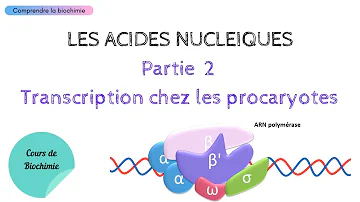 Comment se fait la transcription chez les procaryotes ?