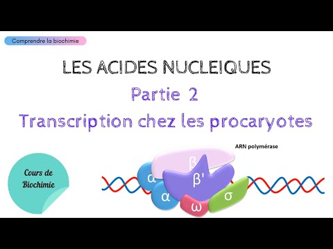 TRANSCRIPTION CHEZ LES PROCARYOTES | ACIDES NUCLEIQUES Partie 2 | Biochimie Facile