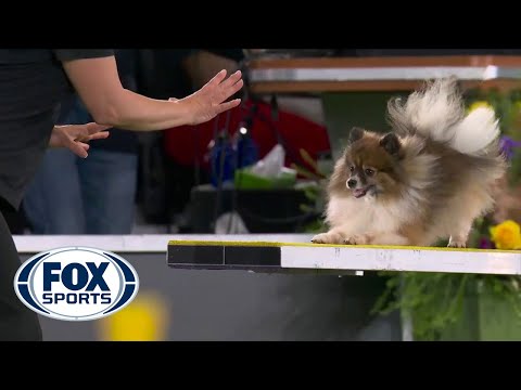 Woody Wolf Completes Memorable Agility Run In The 8 Inch Class FOX SPORTS 