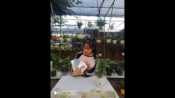 REVIEW HẠT GIỐNG CẢI XOĂN KALE KHỔNG LỒ - HẠT GIỐNG CẢI XOĂN  KALE MỸ