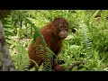 Caretakers Put Baby Orangutans to the Test | Orangutan Jungle School