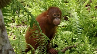 Caretakers Put Baby Orangutans to the Test | Orangutan Jungle School