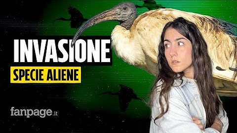 L’ibis sacro sta invadendo l’Italia: perché le specie aliene sono un rischio per la biodiversità